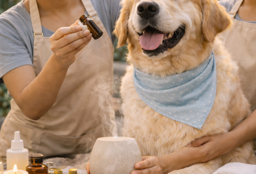 Aromatherapy for Pets