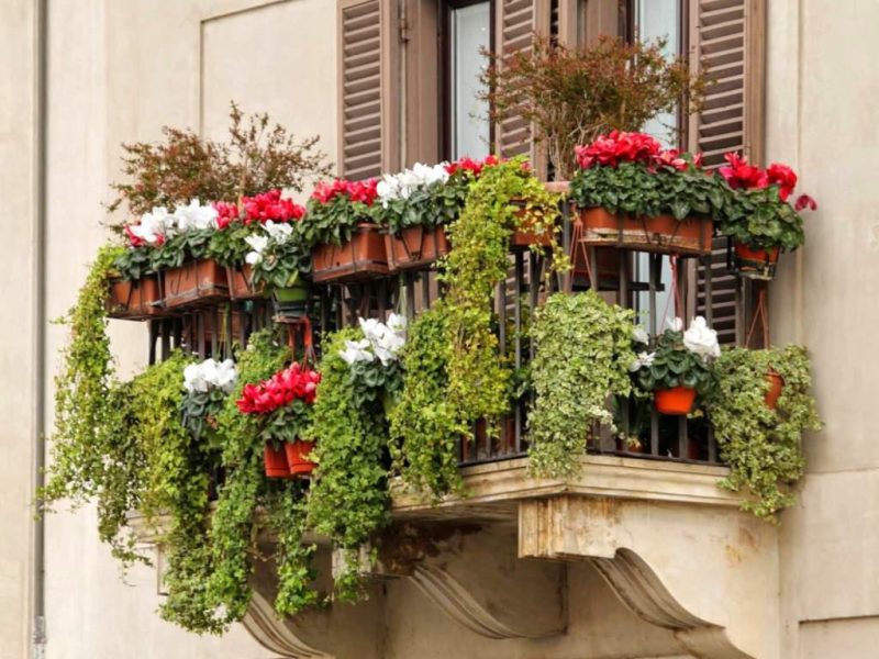 Balcony Plant Maintenance
