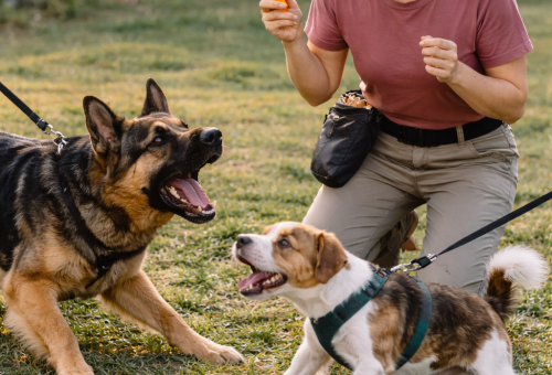 Behavioral Correction