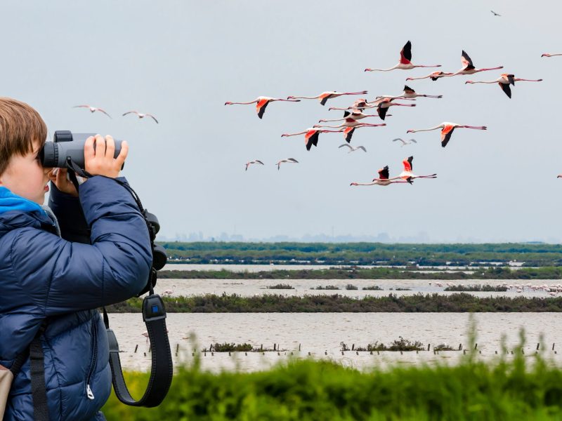 Bird Watching