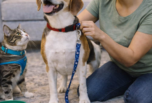 Collars, Leashes & Harnesses