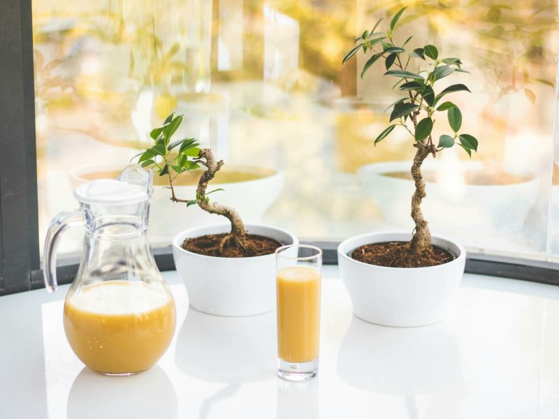 Indoor Plants & Bonsai