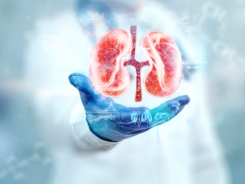 The doctor looks at the kidney hologram, checks the test result on the virtual interface and analyzes the data. Kidney disease, stones, innovative technologies, medicine of the future