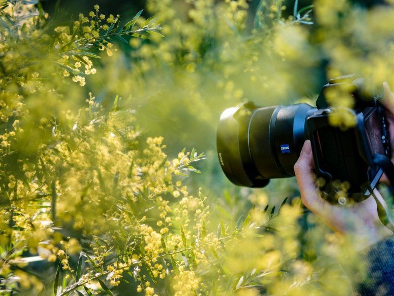 Nature Photography