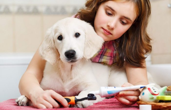 Pet Grooming & Spa Days at lower rates