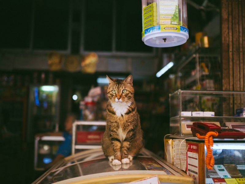Pet Supplies​