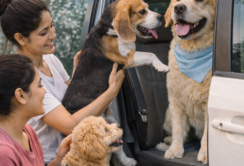 Pet Taxi & Pick-up & Drop