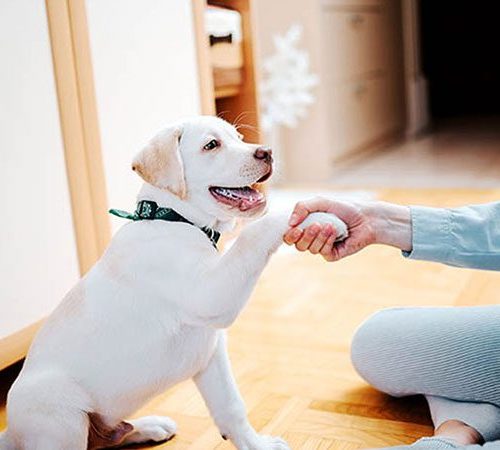 Petsmart-Dog-Training