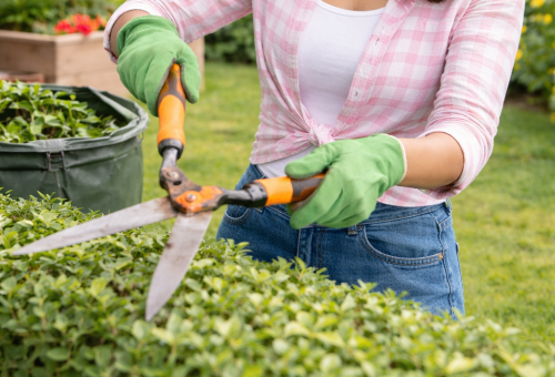 Plant Trimming