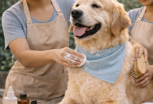 Skin & Coat Treatment