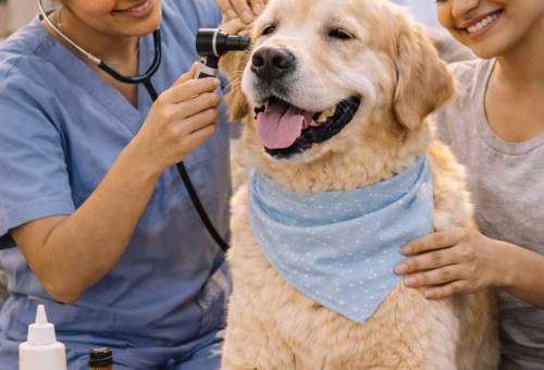 Vet Consultation at Home