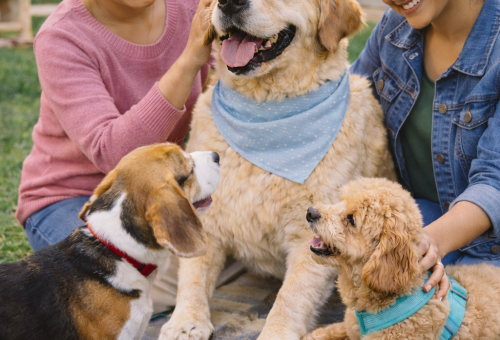 Weekend Pet Boarding